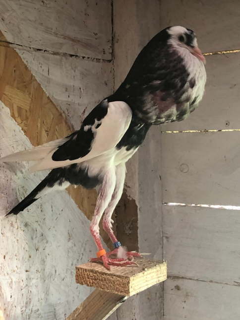 1,0 jung F1 schwarzgansek, Hybrid - von David 3