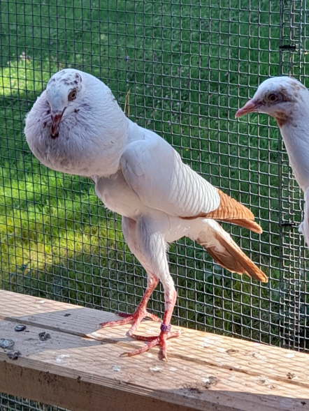Rotstorch-2