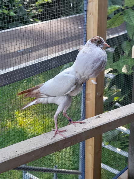 Rotstorch-4