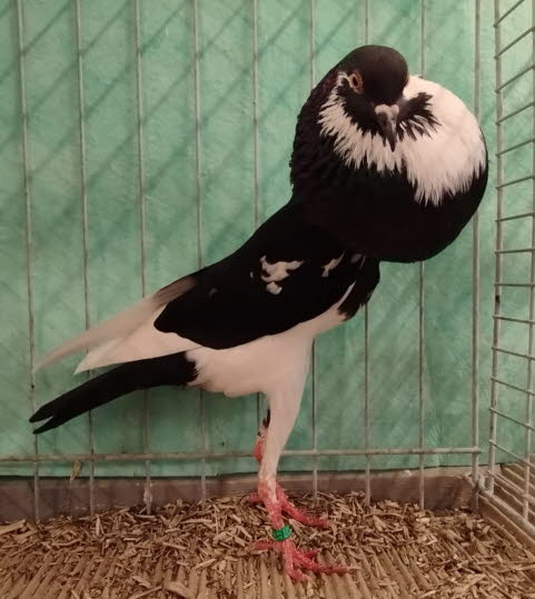 schwarz-geherzt_ZGM Mathieu-Dawyd