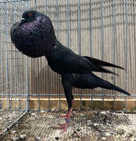 von Jungz�chter Luca -3